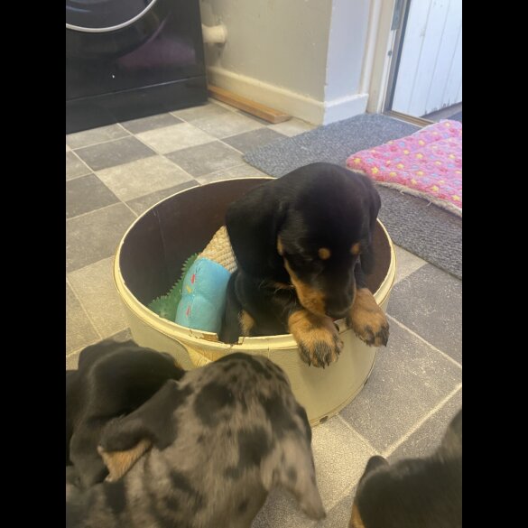 Dachshund (Standard &amp; Miniature) - Both