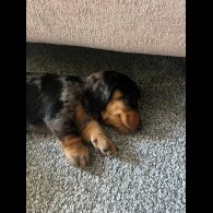 Dachshund (Standard &amp; Miniature) - Both
