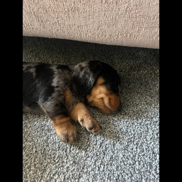Dachshund (Standard &amp; Miniature) - Both