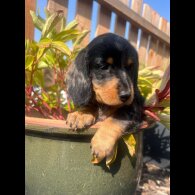 Dachshund (Standard &amp; Miniature) - Both