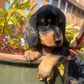 Dachshund (Standard &amp; Miniature) - Both