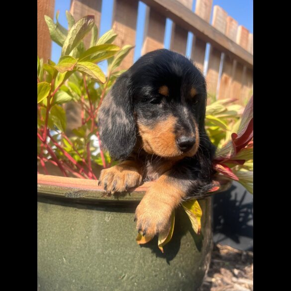 Dachshund (Standard &amp; Miniature) - Both