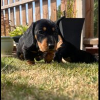 Dachshund (Standard &amp; Miniature) - Both