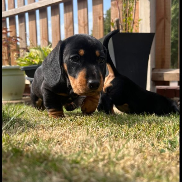 Dachshund (Standard &amp; Miniature) - Both