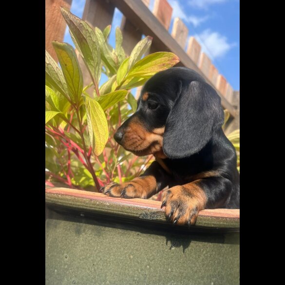Dachshund (Standard &amp; Miniature) - Both