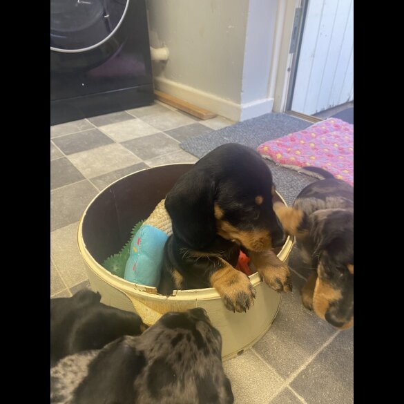 Dachshund (Standard &amp; Miniature) - Both
