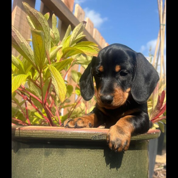 Dachshund (Standard &amp; Miniature) - Both