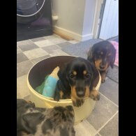 Dachshund (Standard &amp; Miniature) - Both
