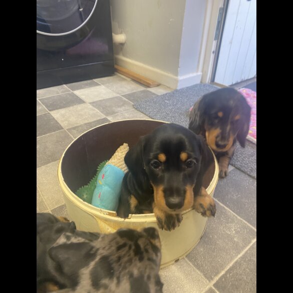 Dachshund (Standard &amp; Miniature) - Both