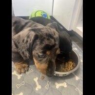 Dachshund (Standard &amp; Miniature) - Both