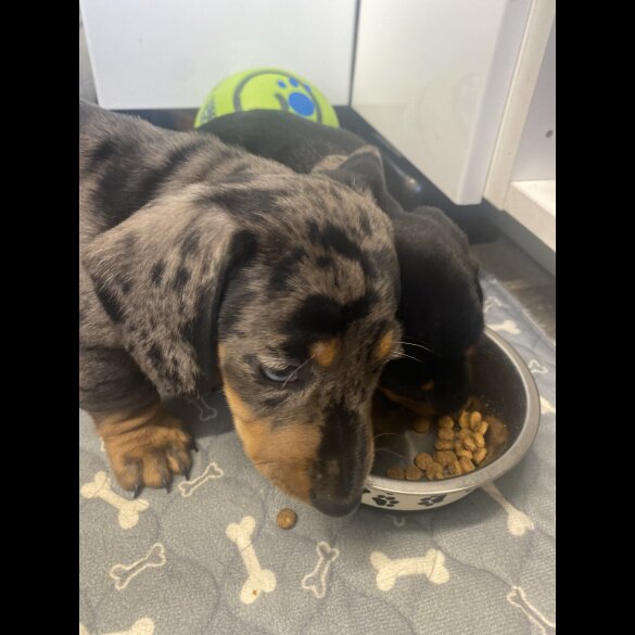 Dachshund (Standard &amp; Miniature) - Both