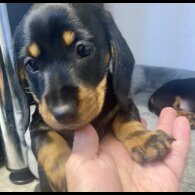 Dachshund (Standard &amp; Miniature) - Both