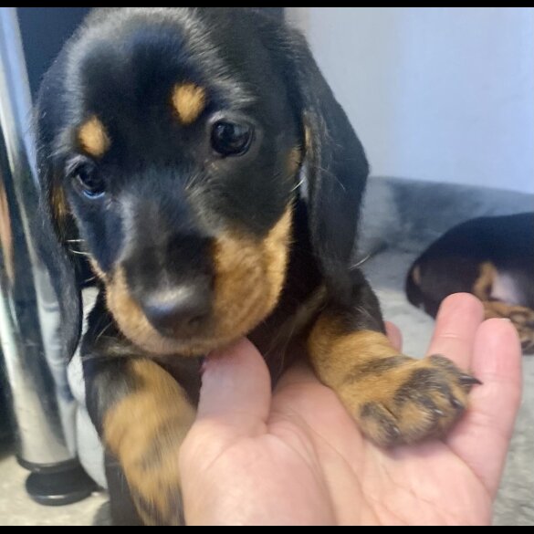 Dachshund (Standard &amp; Miniature) - Both