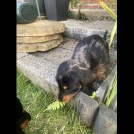Dachshund (Standard &amp; Miniature) - Both