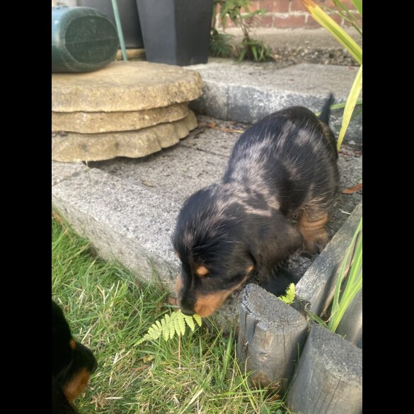 Dachshund (Standard &amp; Miniature) - Both