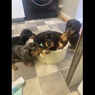 Dachshund (Standard &amp; Miniature) - Both