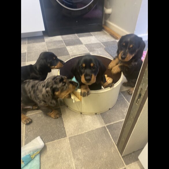 Dachshund (Standard &amp; Miniature) - Both