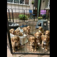 Cocker Spaniel (Working &amp; Show) - Both