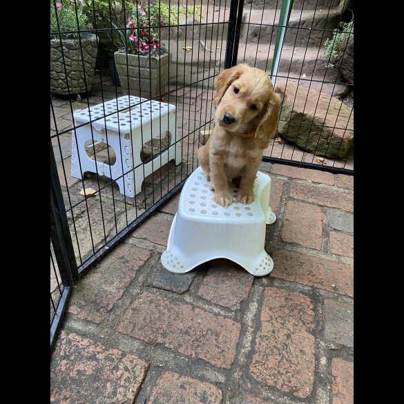 Cocker Spaniel (Working &amp; Show) - Both