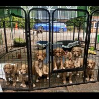 Cocker Spaniel (Working &amp; Show) - Both