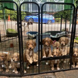 Cocker Spaniel (Working &amp; Show) - Both