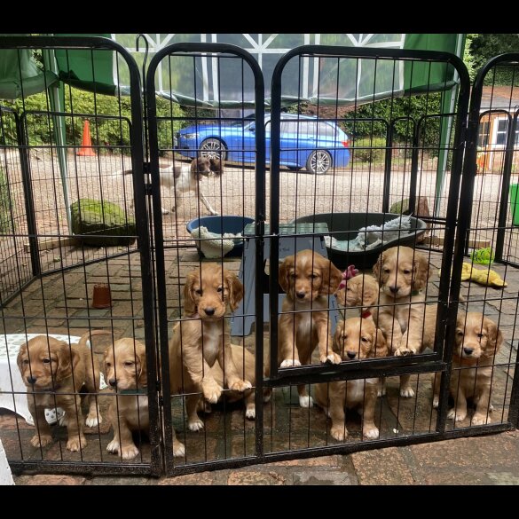 Cocker Spaniel (Working &amp; Show) - Both