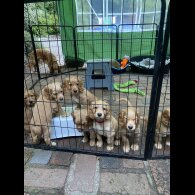 Cocker Spaniel (Working &amp; Show) - Both