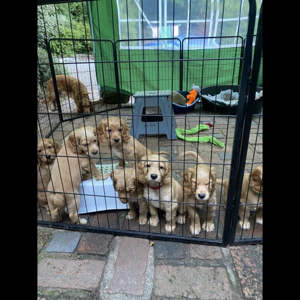 Cocker Spaniel (Working &amp; Show) - Both