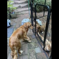 Cocker Spaniel (Working &amp; Show) - Both