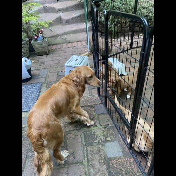 Cocker Spaniel (Working &amp; Show) - Both