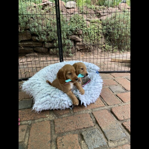 Cocker Spaniel (Working &amp; Show) - Both