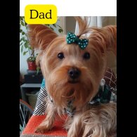 Mixed Breed - Both