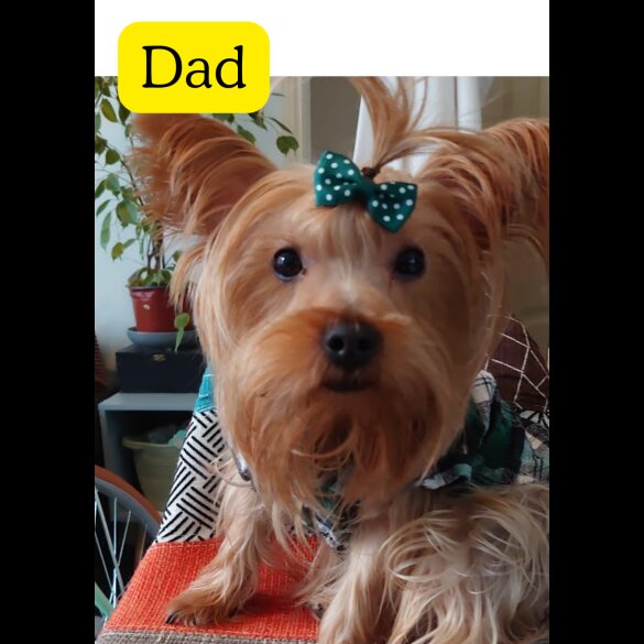 Mixed Breed - Both