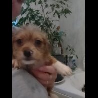 Mixed Breed - Both