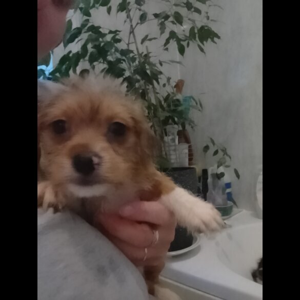 Mixed Breed - Both