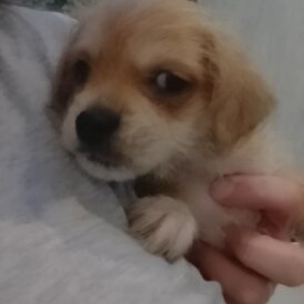 Mixed Breed - Both