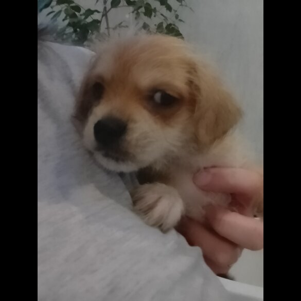 Mixed Breed - Both