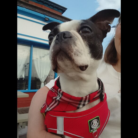 Mixed Breed - Both