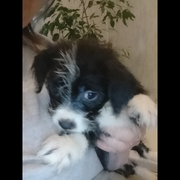 Mixed Breed - Both