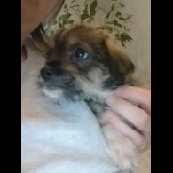 Mixed Breed - Both