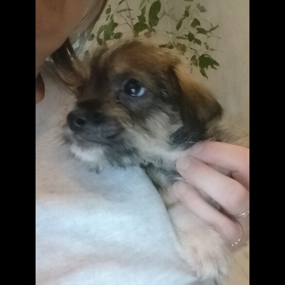 Mixed Breed - Both