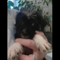 Mixed Breed - Both