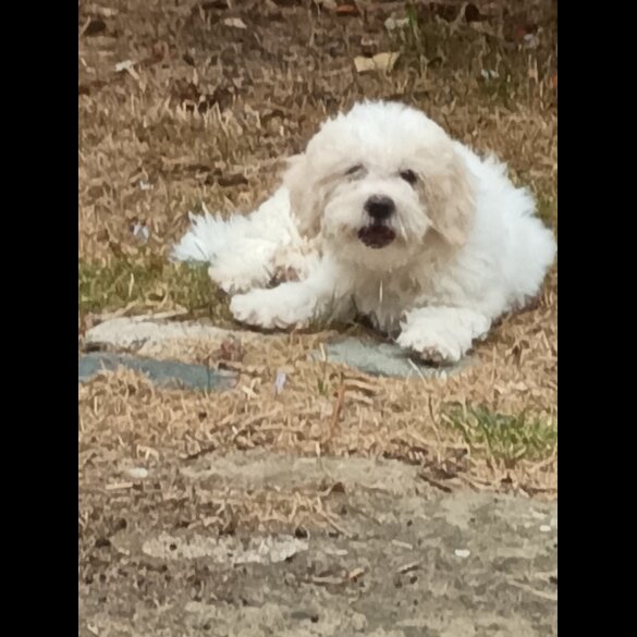 Shichon - Both