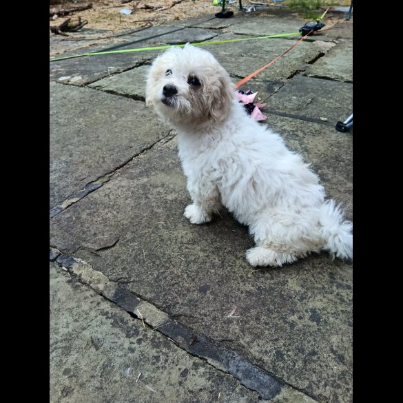 Shichon - Both