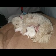 Shichon - Both