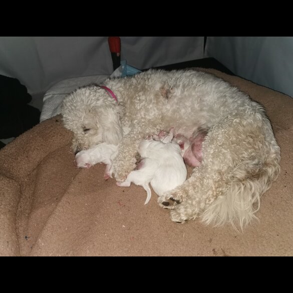 Shichon - Both