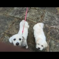 Shichon - Both