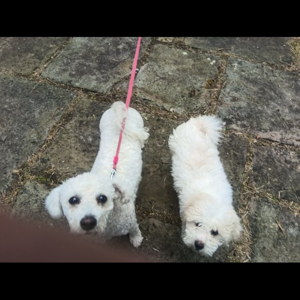 Shichon - Both