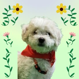 Shichon - Both