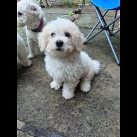 Shichon - Both